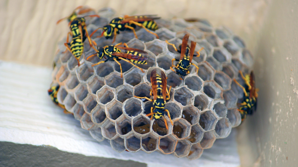 likwidacja gniazd os likwidacja gniazd os